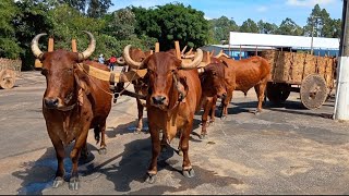 MAIS DE 100 CARROS DE BOI PELAS RUAS DE SANTA RITA DE CALDAS MG [upl. by Macilroy]