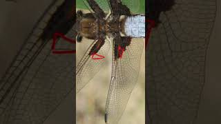 Entomology and Insects  Libellulidae ID  Dragonflies insectdiversity insects entomology [upl. by Noswal373]