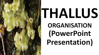 Thallus Organization  PPT  ONE SHOT VIDEO [upl. by Dnomayd247]