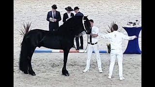 Jurre 495 stallion inspection 2019 Friesian horse [upl. by Hamel231]