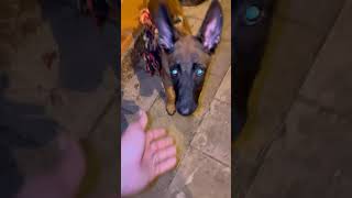 Je trouve un chiot abandonné 😤 chien chiots malinois shortvideo dog [upl. by Ecilahs]