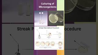 Culturing of Microorganisms [upl. by Ticon]