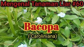 Tanaman Bacopa  Caroliniana [upl. by Lorac]