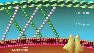 Overview of the Fungal Cell Structure [upl. by Coray]