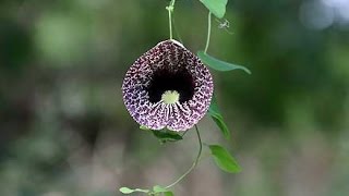 Calico flower Aristolochia elegans [upl. by Kenward]