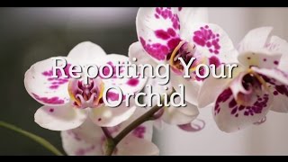 Repotting Your Orchid [upl. by Doti]