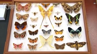 Spot the difference butterfly or moth  Natural History Museum [upl. by Quirk912]