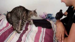 bouledogue francais 2mois et chat 1ere fois [upl. by Owena]