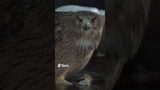 Worlds Largest Owl — The Fish Owl 🦉😮shorts [upl. by Adnoek11]