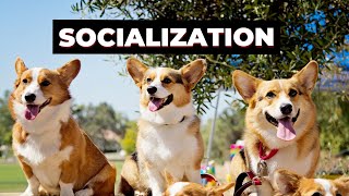 Corgi Training Guide Part 4  Raising a CONFIDENT Dog SOCIALIZATION TIPS [upl. by Enitsahc141]