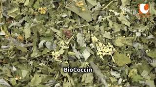 Biococcin English Subtitles [upl. by Romonda]