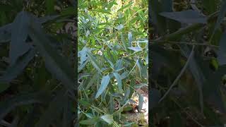 How to grow eucalyptus tree  Eucalyptus tree hurble benefits  shorts [upl. by Yllim]