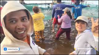 Bangus Harvest of Fisherfolks [upl. by Lochner]