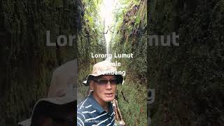 Lorong lumut lokasi sekitar Cikole setelah Orchid forest tiket masuk hanya Rp 10000 saja [upl. by Brockie812]