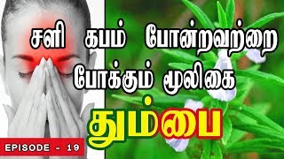 சளிகபம்ஒற்றைத் தலைவலி சைனஸ் தலைவலி போன்றவற்றை போக்கும் மூலிகை தும்பை  Leucas aspera [upl. by Anastos]