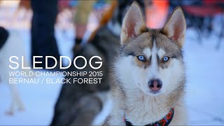 Schlittenhunde  Sleddog world championship 2015 Bernau Black Forest [upl. by Harrison]