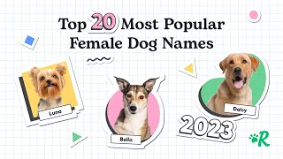 Top 20 Most Popular Female Dog Names of 2023 [upl. by Salas]