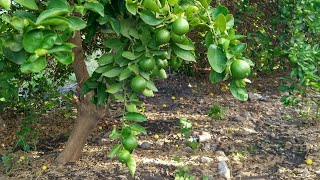 nutrientes que debes de aplicar a los limones para tener siempre limones [upl. by Cressy]