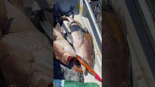 Η ΛΑΙΜΑΡΓΙΑ ΣΚΟΤΩΝΕΙ😂😂 fishing kayakfisherman fish kayakfishing [upl. by Hamner]