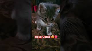 Tiny Rescue Kitten Zoomies 🥰😊 kittenrescue abandonedcat kitten [upl. by Madaih]