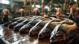 Incredible 1000 Moray Eel Catch  Why Moray Eels Are Worth the Risk [upl. by Iniffit]