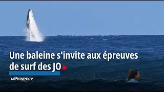 JO2024  une baleine sinvite aux épreuves de surf et fait le show [upl. by Schwab]