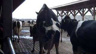 Heat Detection in Dairy Cattle [upl. by Drusilla]