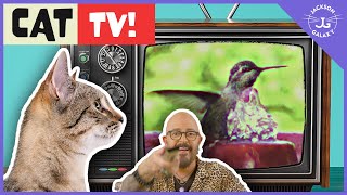 Cat TV Keep Your Cats Entertained Every Day [upl. by Swinton]