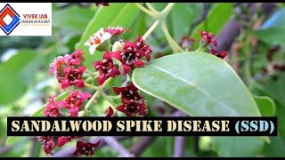 Sandalwood Spike Disease SSD  Red Sanders Ecological significance [upl. by Esinahs834]