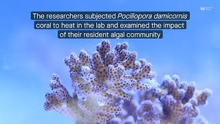 Understanding coral bleaching the role of algae symbionts [upl. by Catina959]