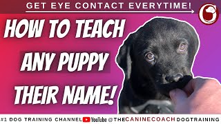 Teach Your Puppy Their Name In Just 5 Minutes 🤯 [upl. by Alakim619]