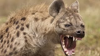 The Bone Crushing Hyena The Most Carnivorous Member Of The Hyaenidae [upl. by Sieracki]