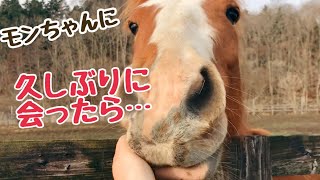 【馬動画】走って寄って来てくれた❗️ [upl. by Ciapha935]