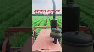 Spraying in Ginger Farm indiafarmer ginger farming farmer farmlife organicfarming garden [upl. by Enyrhtac]