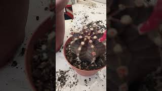 Succulent plant succulents plants cactus propagation homegarden tips care [upl. by Herod]