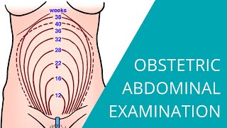 Obstetric Abdominal Examination  Steps for examining a pregnant woman [upl. by Libyc]