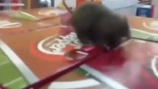 Hazzzzk is that real Fake rat in a store Vine [upl. by Oran]