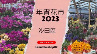 🧨年宵花市2023  🐰兔年  沙田源禾路年宵市場🧧蘭花最靚？大量靚花大平賣 [upl. by Aivatra]