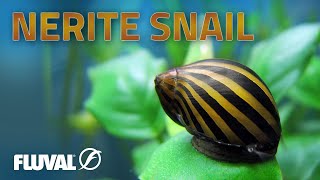 Species Spotlight  Nerite Snail [upl. by Jago]