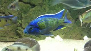 Copadichromis sp Kawanga Mbamba bay at show tank  PISCES [upl. by Africa]