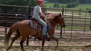 Kalona October Monthly Horse Sale 10724  DENNIS [upl. by Gregory]