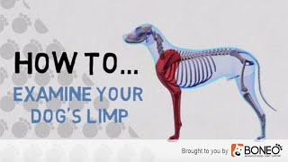 What to Do if Your Dog is Limping – 4 Easy to Follow Tips [upl. by Gnoy]