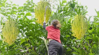 Harvesting Caryota Urens  Fishtail Palm Tree  Go to the market to sell  Phuong  Harvesting [upl. by Elagiba]