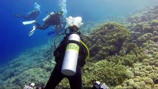 22112015  Plongée à la Passe sud de Fakarava Tetamanu avec son mur de requins [upl. by Cynth537]