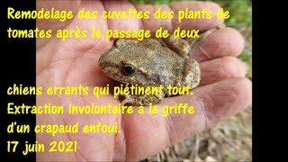 Crapaud enfoui dans le sol extrait involontairement lors dun entretien à la griffe 17 juin 2021 [upl. by Assenej]