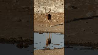 Impala in Etosha National Park Namibia [upl. by Enomys]