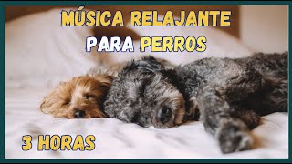 3 HORAS de MÚSICA RELAJANTE para perros 🎵🐶ANSIEDAD POR SEPARACIÓN 🐾 [upl. by Hadeehsar]