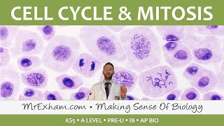 Cell replication  Cell Cycle and Mitosis  Post 16 Biology A Level PreU IB AP Bio [upl. by Hildegaard64]