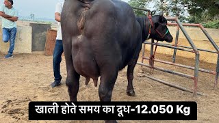 🔴 Live Milking Empty Time  Big Buffalo at Kharinti Jind  OwnerNarender  9259640000 [upl. by Dustan]