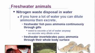 AP Biology Chapter 44 HomeostasisExcretion Part 1 [upl. by Nalon226]